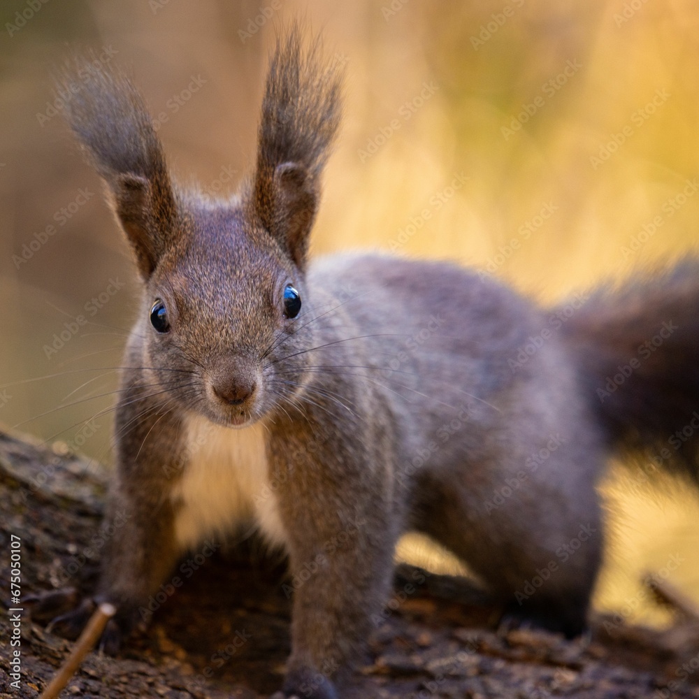 Closeup shot of a cute squirrel in a wooded area.
