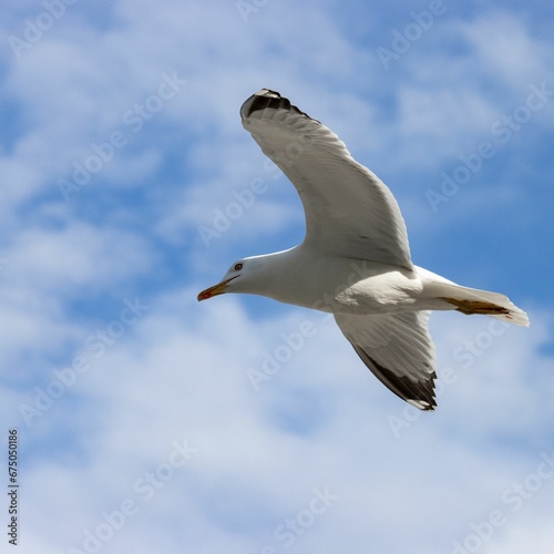 Seagull soaring in the sky against a blue background.