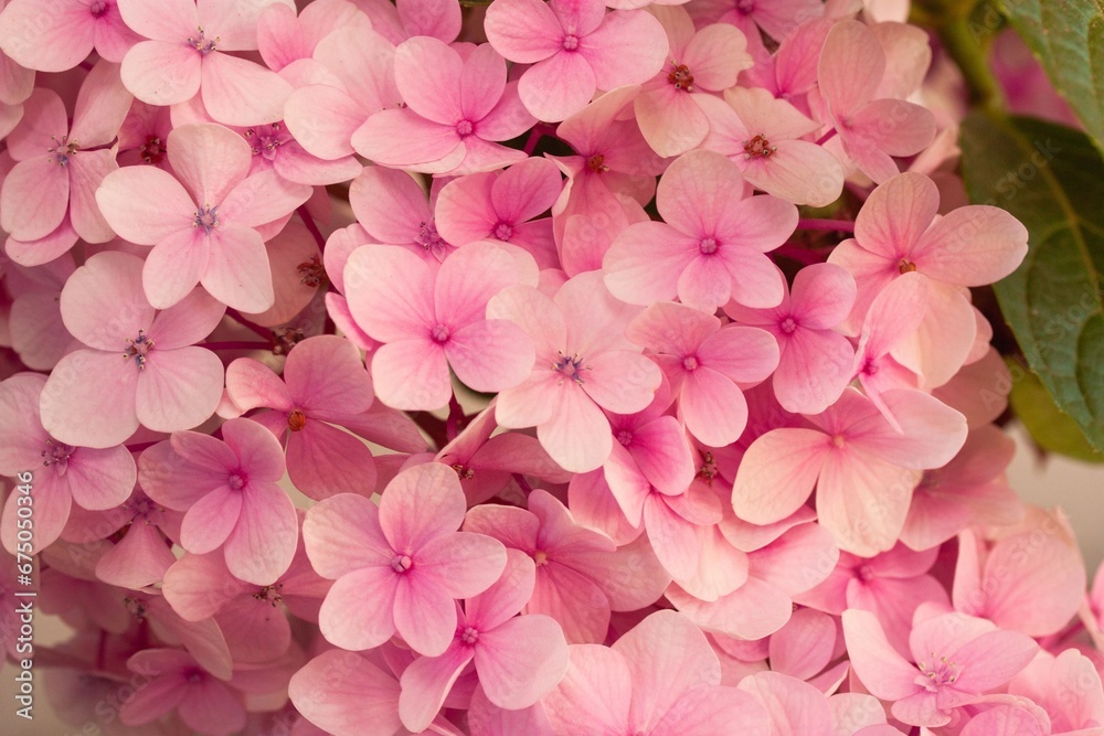 Close-up of large-leaved Hydrangia (Hydrangea macrophylla) in a garden