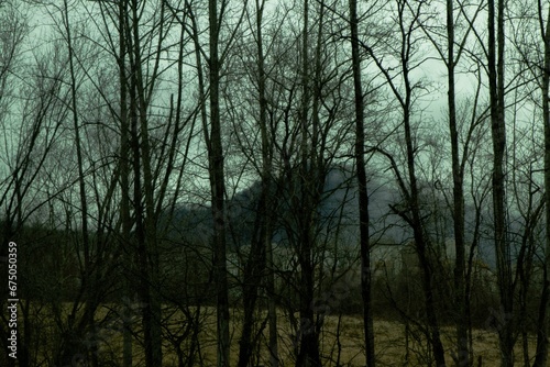 a field with trees that have no leaves on them and the sky is partially obscured