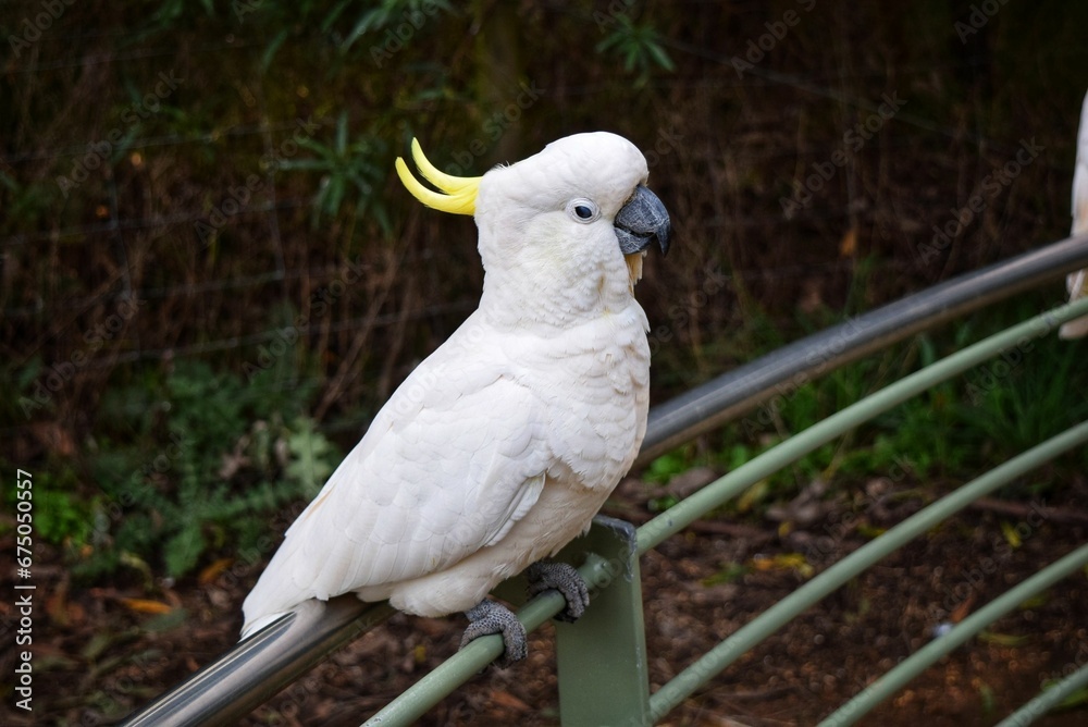 Sulphur crested Cockatoo on a fence.