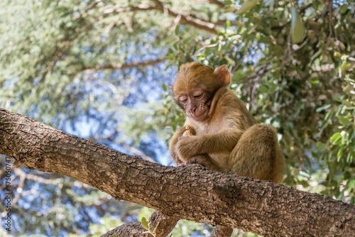 Low angle shot of a baby Barbary Macaque monkey on a tree branch holding peanuts