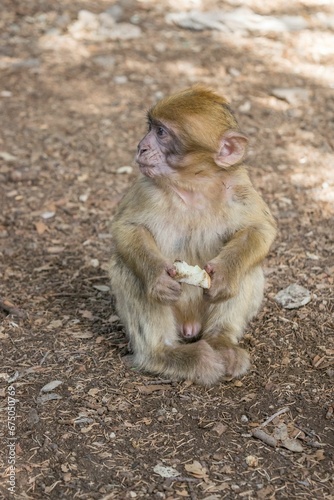 Vertical shot of a small Barbary Macaque monkey with food in its paws