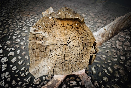 Photography Dead tree in a drought region with a drying up lake in the background