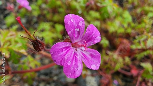 Closeup of a beautiful purple herb robert flower covered in dewdrops photo