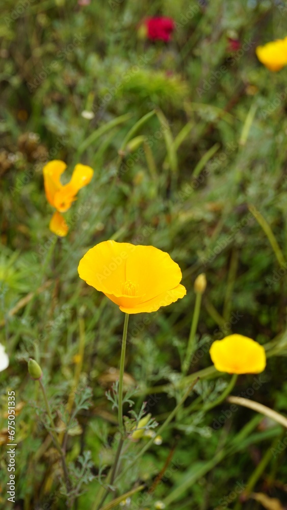 Eschscholzia californica also known as Californian Poppy, sunlight, goldenpoppy, Pavot de Californie Eschscholzia californica also known as Californian Poppy, sunlight, goldenpoppy, Pavot de Californie