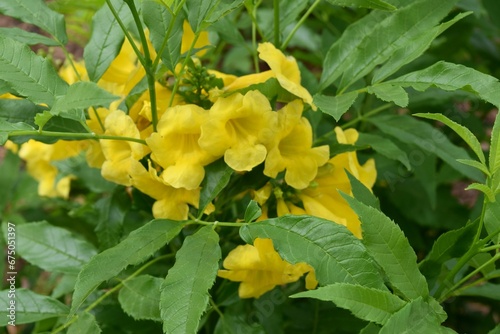 Close-up of a vibrant yellow Tecoma flowering bush with lush green foliage