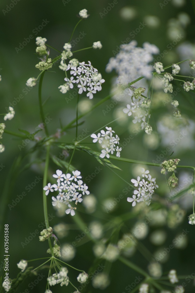 Delicate Cow Parsley Close-Up with Blurred Background Delicate Cow Parsley Close-Up with Blurred Background