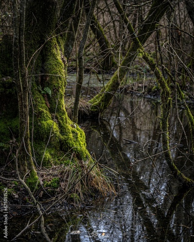 Lush green mossy tree beside a calm and tranquil stream