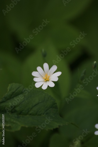 Delicate Stellaria holostea Close-Up with Blurred Background