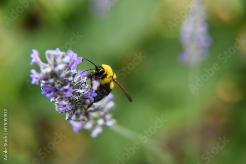 Selective focus of a bumblebee on lavender in a field with a blurry background © Wirestock