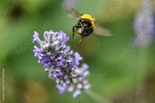 Selective focus of a bumblebee on lavender in a field with a blurry background