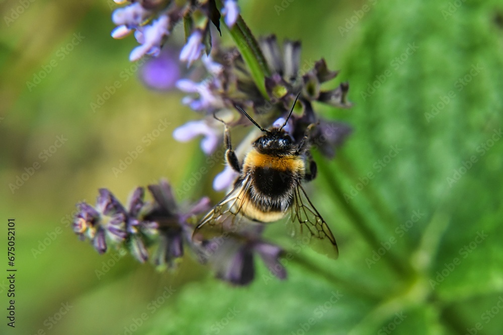 bumblebee on a purple flower in the field bumblebee on a purple flower in the field