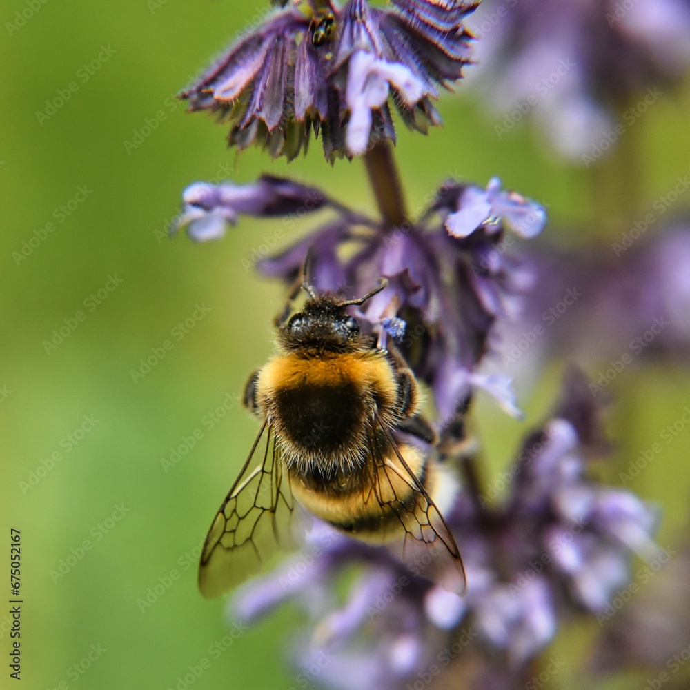 bumblebee on a purple flower in the field bumblebee on a purple flower in the field