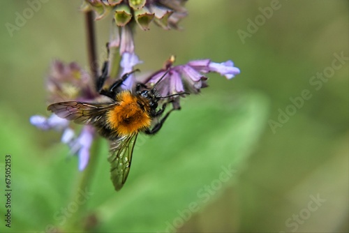 a bee that is on some purple flowers in the grass © Wirestock