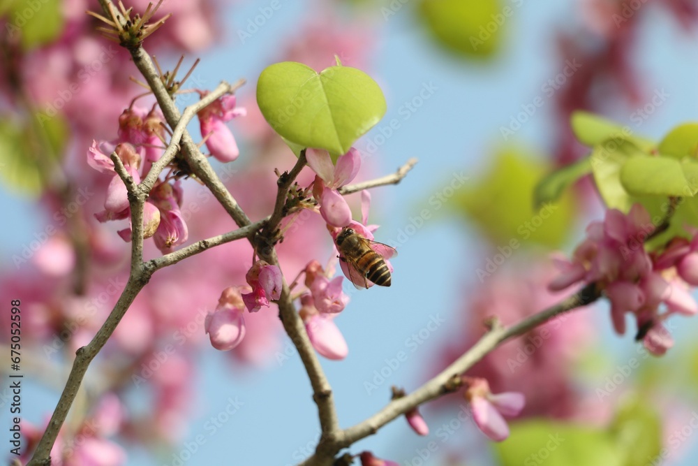 a bee on a pink flowered tree branch in the summer a bee on a pink flowered tree branch in the summer