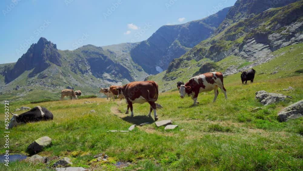 Beautiful view of cows in the pasture of mountain landscape Beautiful view of cows in the pasture of mountain landscape
