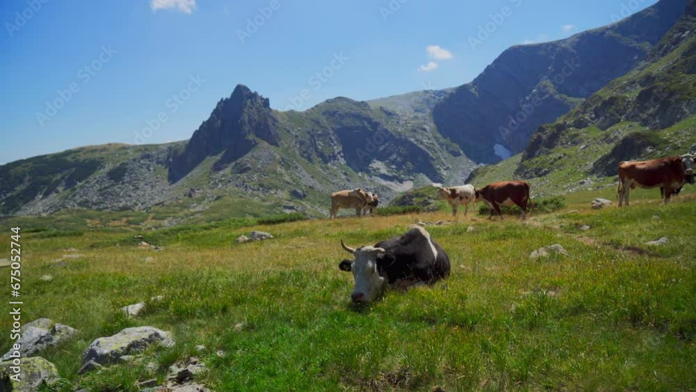 Cow resting in the field and others in the background with mountain behind them Cow resting in the field and others in the background with mountain behind them