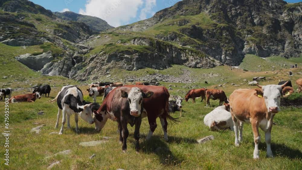 Of a herd of cows in green field Of a herd of cows in green field