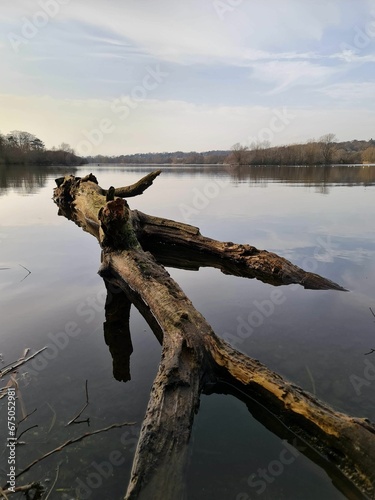 Large tree log fallen into a lake, next to a grassy shoreline surrounded by other trees © Wirestock