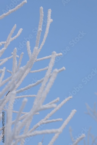 White frost-covered branches in a wintry landscape