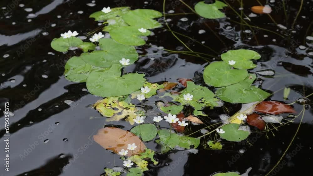 Lily Pond Surface with flowers