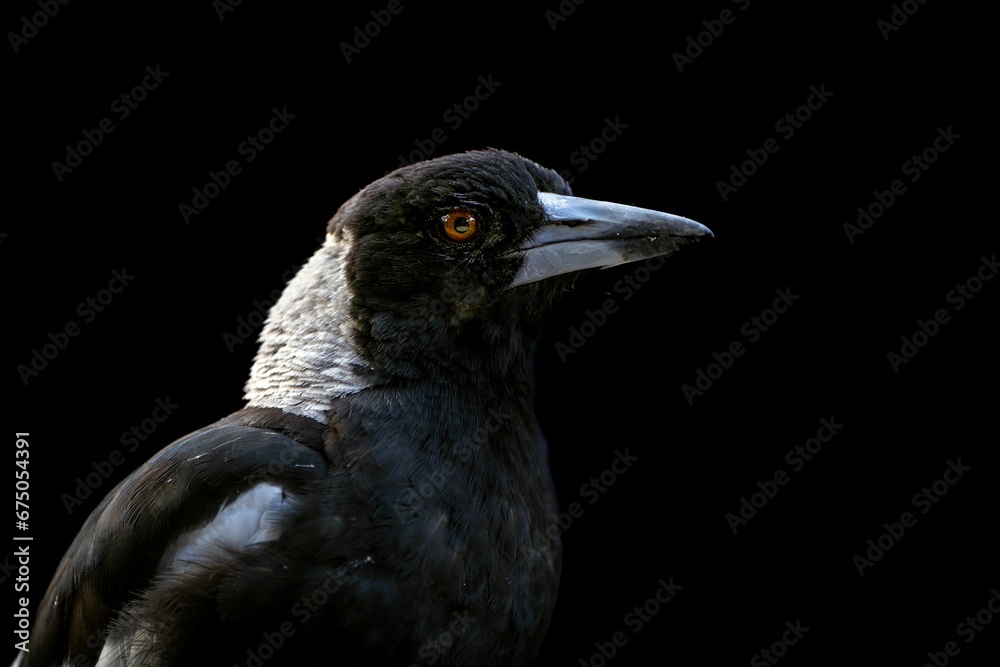 Closeup of an Australian Magpie bird on the black background Closeup of an Australian Magpie bird on the black background
