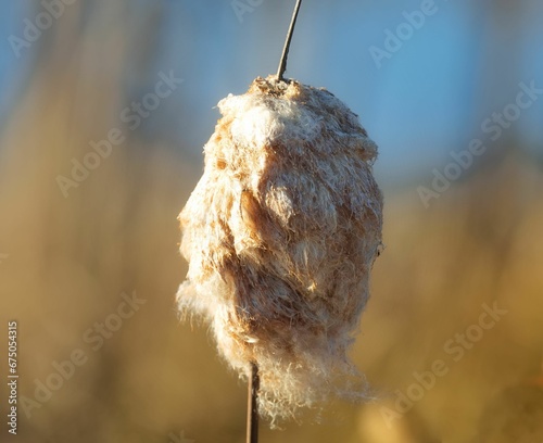 Close-up shot of a single cattail plant in a soft, diffused light