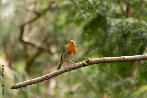 Small European robin bird perched on a tree branch in a natural outdoor environment