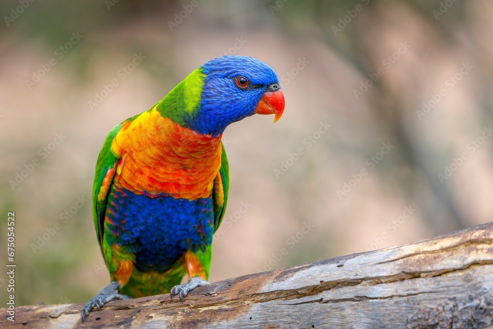 Vibrant Rainbow Lorikeet perched atop a tree branch in an outdoor setting