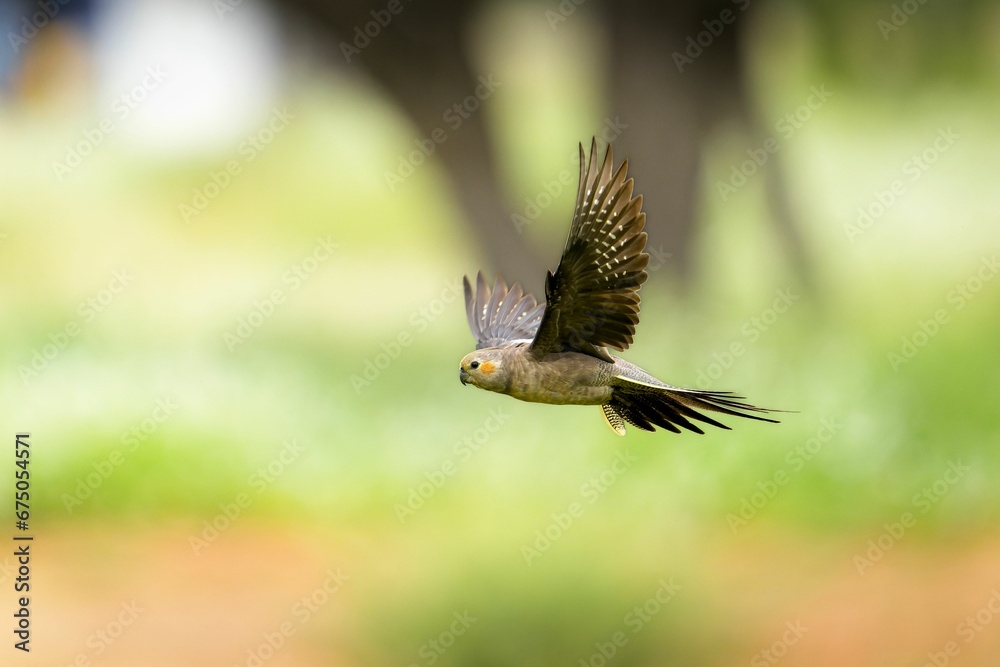 Obraz premium Cockatiel parrot gliding gracefully through a lush green grassy field.