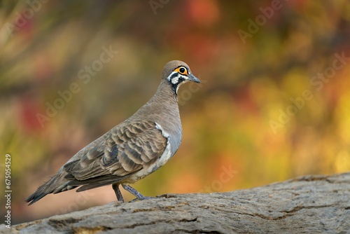 Small squatter pigeon perched on a rocky surface photo
