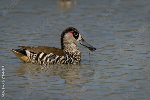 Flock of pink-eared ducks gathering in the wetlands of Queensland, Australia.