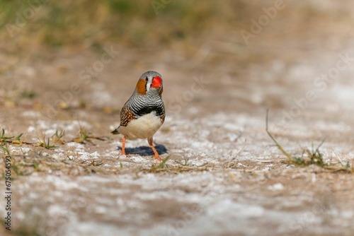 Vibrant Zebra Finch stands on the ground in its natural habitat.