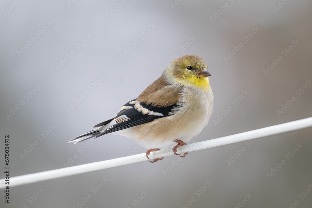 Fototapeta premium a American Goldfinch Winter Plumage with a blurred background