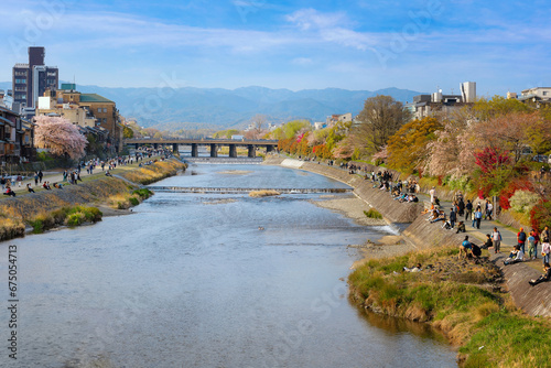 Kyoto, Japan - April 2 2023: Kamogawa river is one of the best cherry blossom spots in Kyoto city during springtime