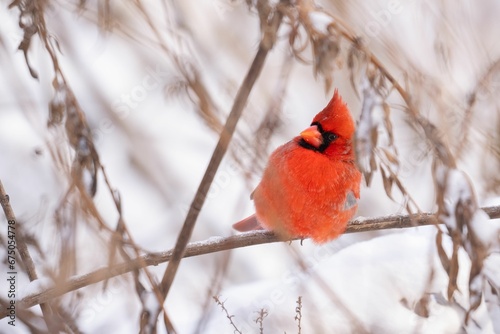 Male cardinal perched on a snow-covered branch in a winter © Wirestock