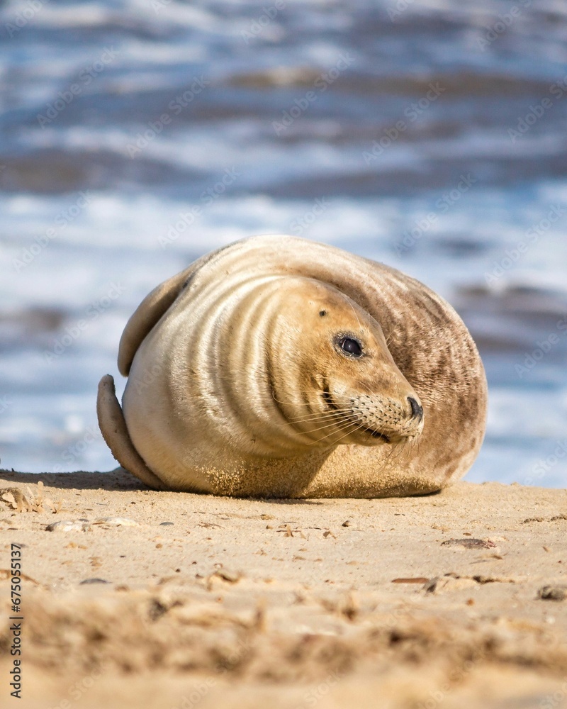 Close-up image of a gray seal lounging on the sandy beach Close-up image of a gray seal lounging on the sandy beach