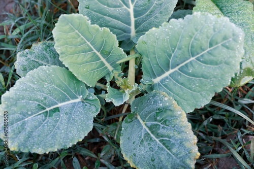 Vibrant close-up of a lush green cauliflower plant with multiple leaves