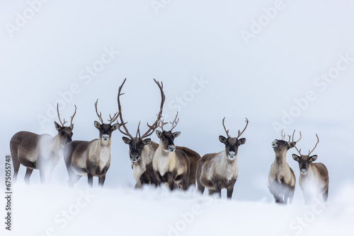 Fototapeta Naklejka Na Ścianę i Meble -  Herd of Caribou in the snow