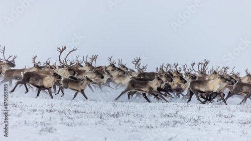 Caribou herd running in the snow © Mark Lindberg