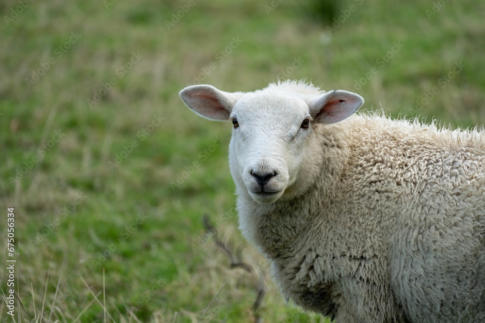 Close-up image of a white sheep standing in a lush green field