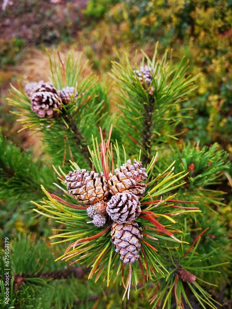 Close-up of a branch with a cluster of pine cones in various stages of growth. Cindrel Natural Park. Close-up of a branch with a cluster of pine cones in various stages of growth. Cindrel Natural Park.