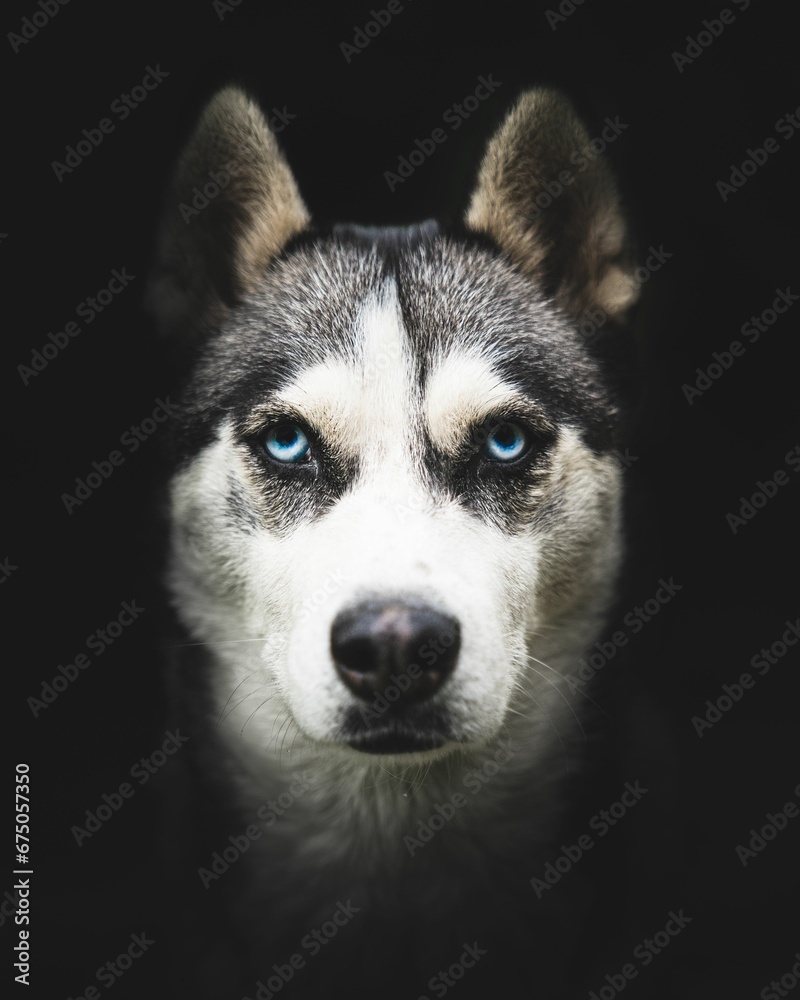 Vertical closeup shot of a beautiful husky face with bright blue eyes