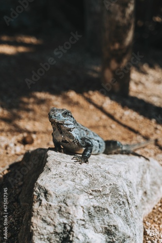 Beautiful iguana perched atop a large rock in a lush green environment