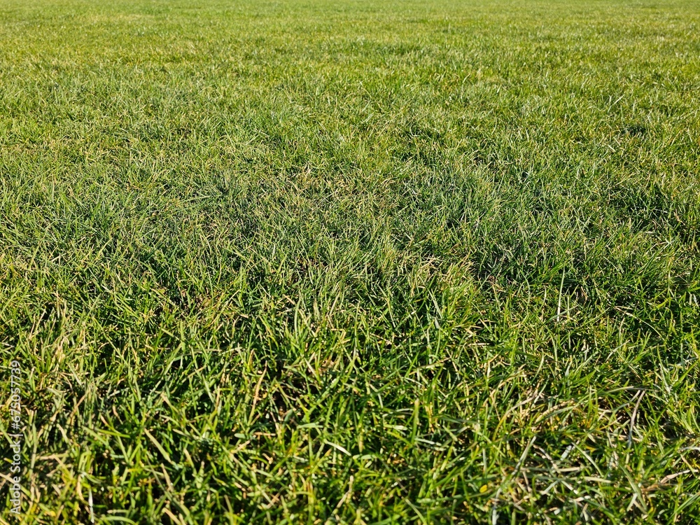 Closeup shot of a green grass field