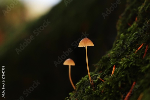 two mushrooms growing on the side of a moss covered tree