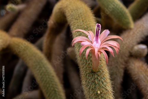 Closeup of cleistocactus winteri growing in a garden with a blurry background photo