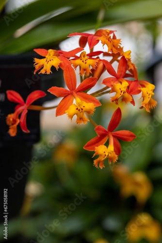 Vertical shot of epidendrum ibaguense flowers growing in a garden photo