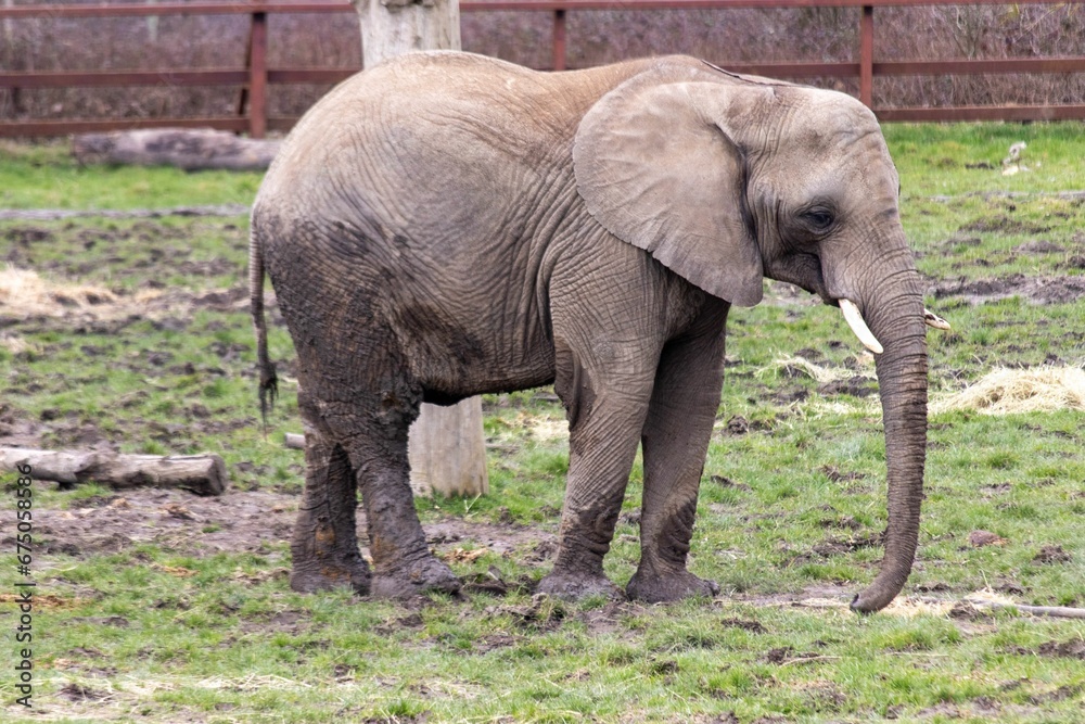 Fototapeta premium African Elephant at Howletts Zoo